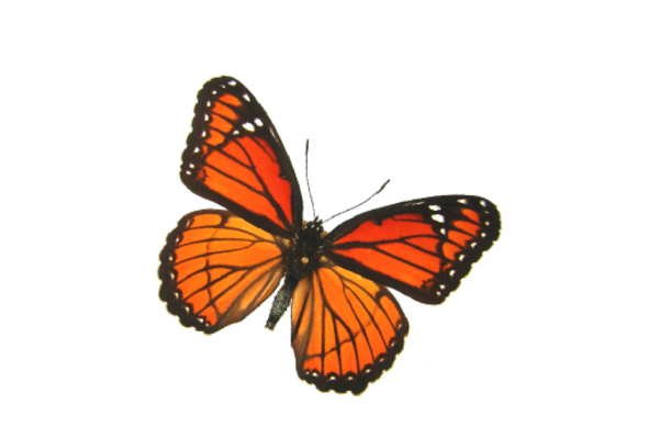 Birds and Butterflies Butterfly Illustration 16 Artwork