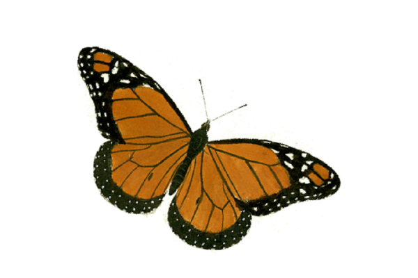 Birds and Butterflies Butterfly Illustration 17 Artwork