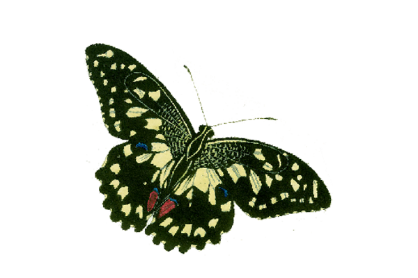 Birds and Butterflies Butterfly Illustration 18 Artwork