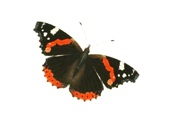 Birds and Butterflies Butterfly Illustration 19 Artwork
