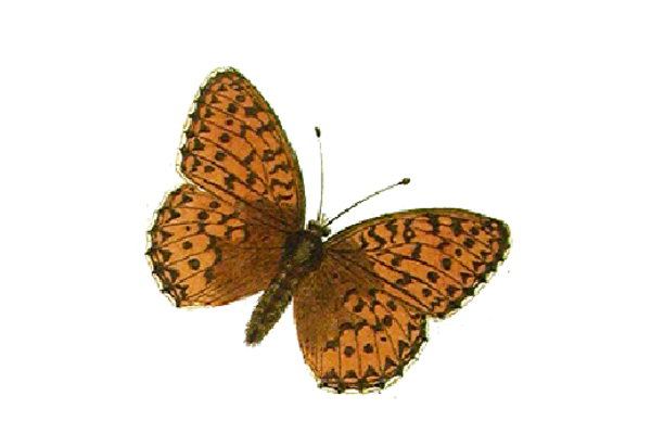 Birds and Butterflies Butterfly Illustration 20 Artwork