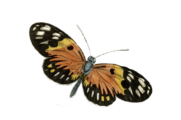 Birds and Butterflies Butterfly Illustration 21 Artwork
