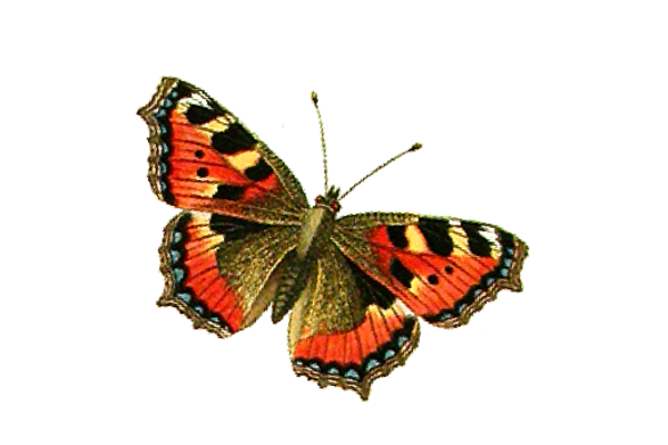 Birds and Butterflies Butterfly Illustration 22 Artwork