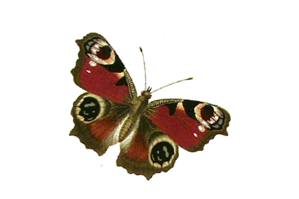 Birds and Butterflies Butterfly Illustration 23 Artwork