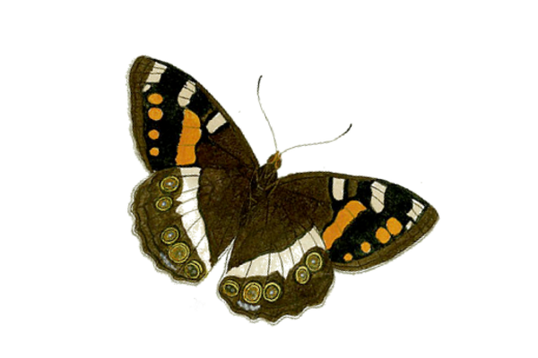 Birds and Butterflies Butterfly Illustration 24 Artwork