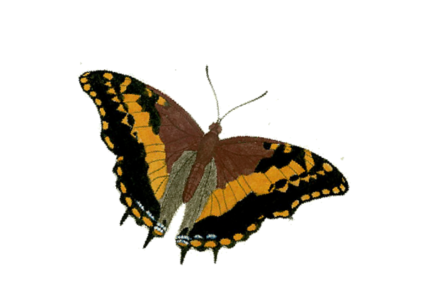 Birds and Butterflies Butterfly Illustration 25 Artwork