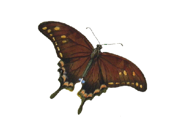 Birds and Butterflies Butterfly Illustration 26 Artwork
