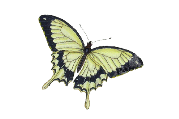 Birds and Butterflies Butterfly Illustration 27 Artwork