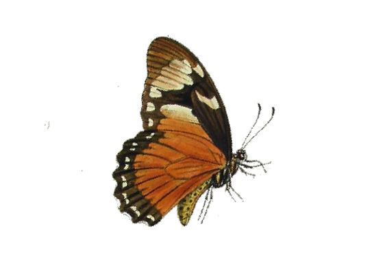 Birds and Butterflies Butterfly Illustration 28 Artwork