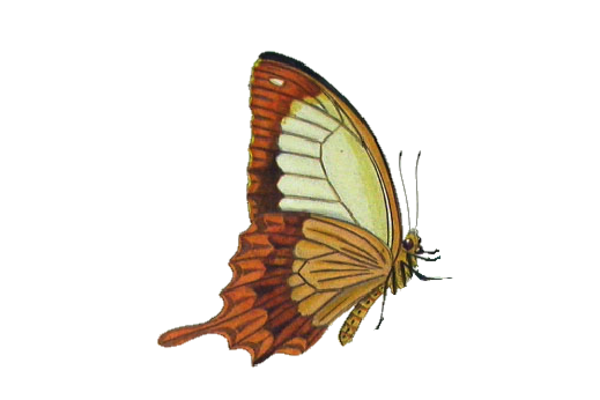 Birds and Butterflies Butterfly Illustration 29 Artwork
