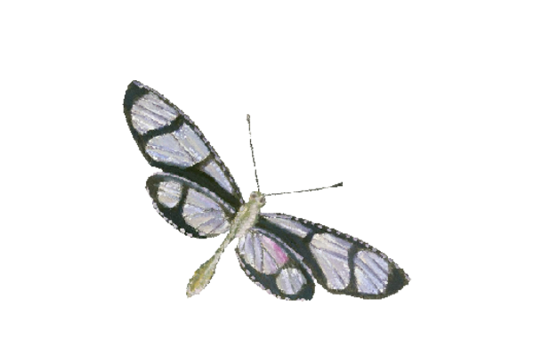 Birds and Butterflies Dragonfly Illustration 01 Artwork