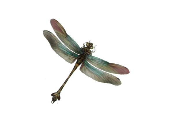Birds and Butterflies Dragonfly Illustration 02 Artwork