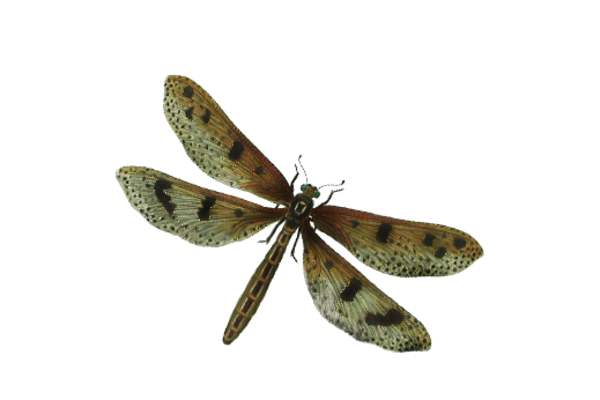 Birds and Butterflies Dragonfly Illustration 03 Artwork