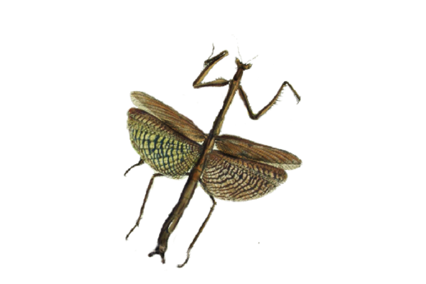 Birds and Butterflies Mantis 01 Artwork