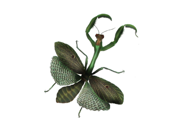 Birds and Butterflies Mantis 02 Artwork