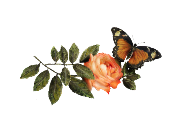 Birds and Butterflies Butterfly Illustration 32 Artwork