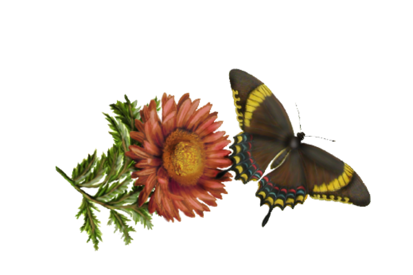 Birds and Butterflies Butterfly Illustration 33 Artwork