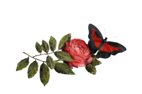 Birds and Butterflies Butterfly Illustration 34 Artwork