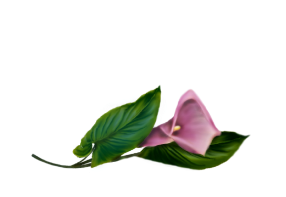 Spring Flowers, Autumn Leaves, Grapes Calla Lily (fuschia) Artwork
