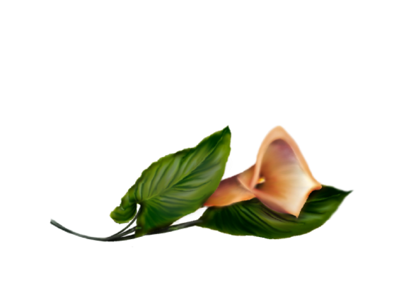 Spring Flowers, Autumn Leaves, Grapes Calla Lily (orange) Artwork