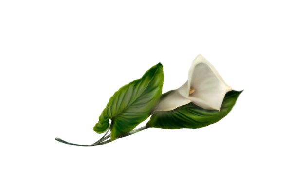 Winter and Holiday Calla Lily Artwork