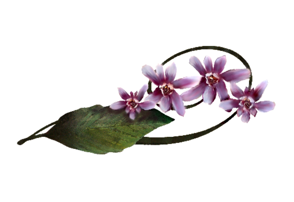 Spring Flowers, Autumn Leaves, Grapes Calypso Orchid Artwork