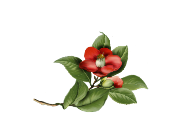 Spring Flowers, Autumn Leaves, Grapes Camelia Flower Artwork
