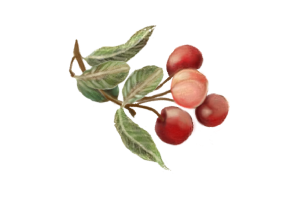 Spring Flowers, Autumn Leaves, Grapes Cherries 01 Artwork