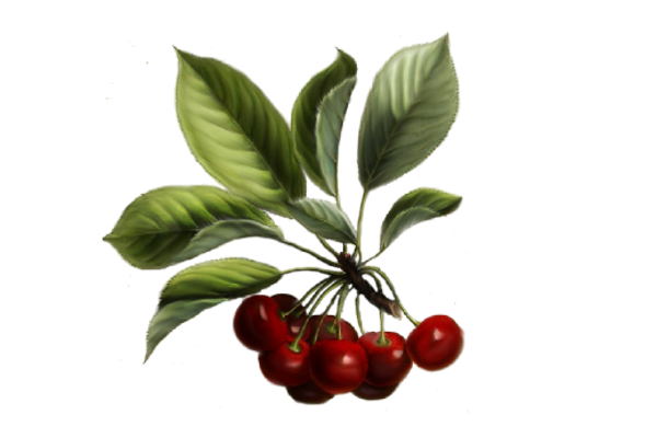 Spring Flowers, Autumn Leaves, Grapes Cherries 02 Artwork