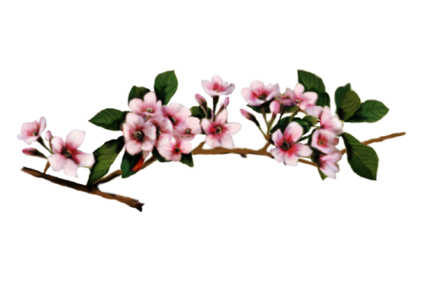 Cultural Illustrations Illustration - Cherry Blossoms Artwork