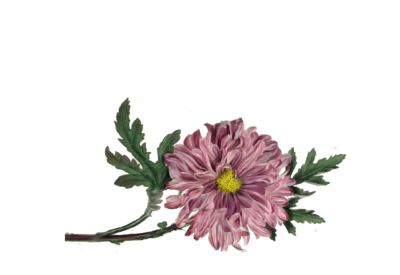 Spring Flowers, Autumn Leaves, Grapes Chrysanthemum Artwork