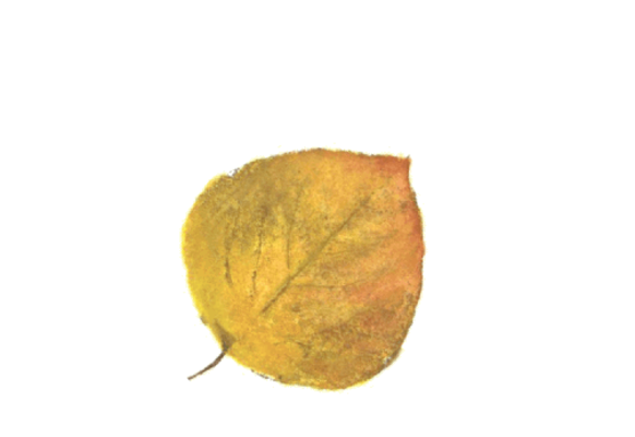 Spring Flowers, Autumn Leaves, Grapes Colorful Aspen Leaf Artwork