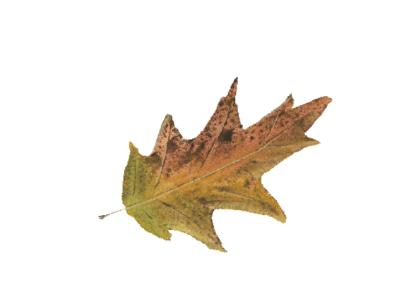 Spring Flowers, Autumn Leaves, Grapes Colorful Cypress Leaf Artwork