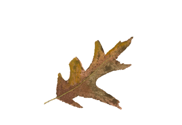 Spring Flowers, Autumn Leaves, Grapes Colorful White Oak Leaf Artwork