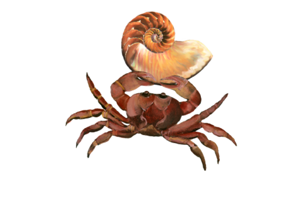 Seashells, Fish, and Beach Crab Shell 01 Artwork