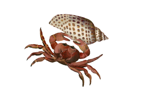 Seashells, Fish, and Beach Crab Shell 02 Artwork