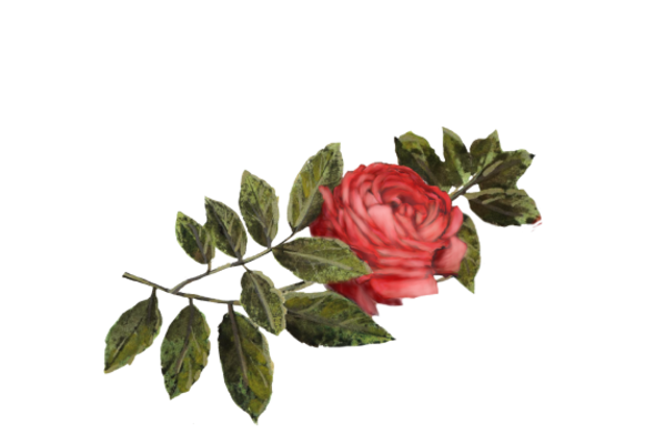 Spring Flowers, Autumn Leaves, Grapes Crimson Rose Artwork
