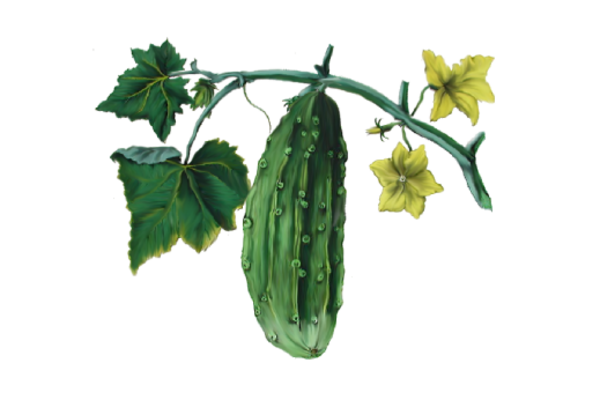 Spring Flowers, Autumn Leaves, Grapes Cucumber Artwork