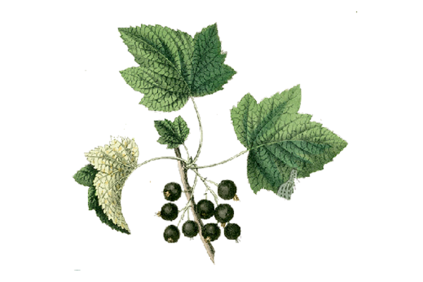 Spring Flowers, Autumn Leaves, Grapes Currant Artwork