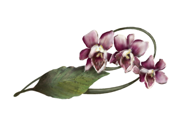 Spring Flowers, Autumn Leaves, Grapes Cymbidium Orchid Artwork