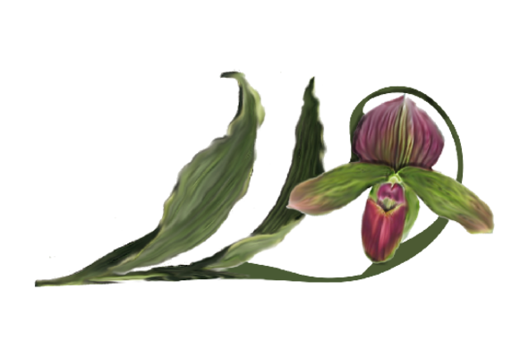 Spring Flowers, Autumn Leaves, Grapes Cypripedium Orchid Artwork
