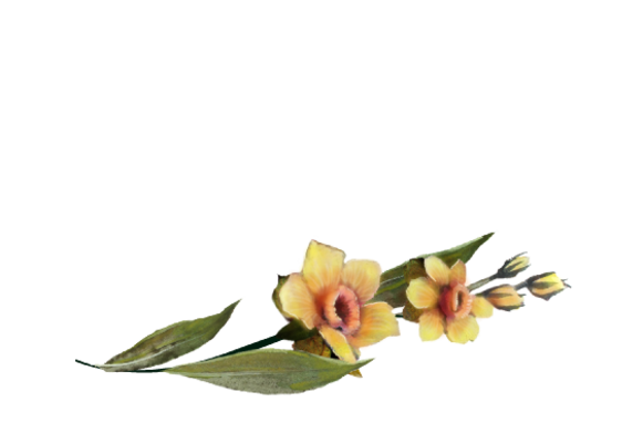 Spring Flowers, Autumn Leaves, Grapes Daffodil Artwork
