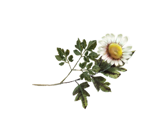 Spring Flowers, Autumn Leaves, Grapes Daisy Artwork