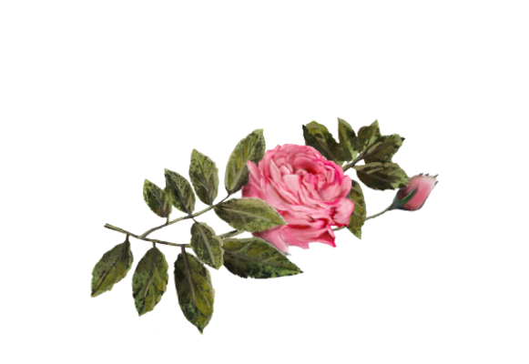 Spring Flowers, Autumn Leaves, Grapes Dark Pink Rose Artwork