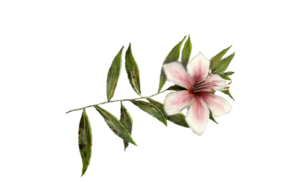 Winter and Holiday Daylily Artwork