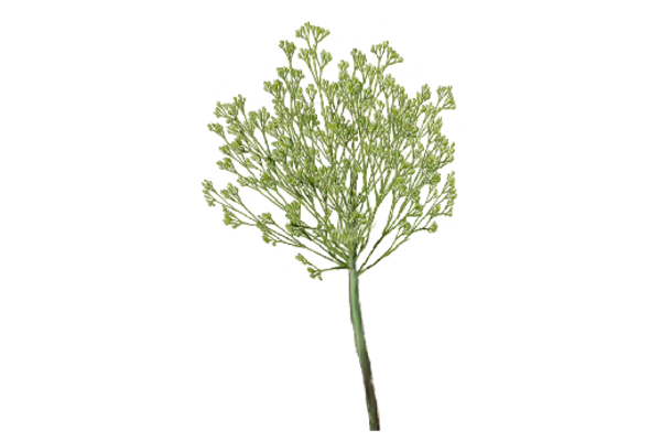 Spring Flowers, Autumn Leaves, Grapes Dill Artwork