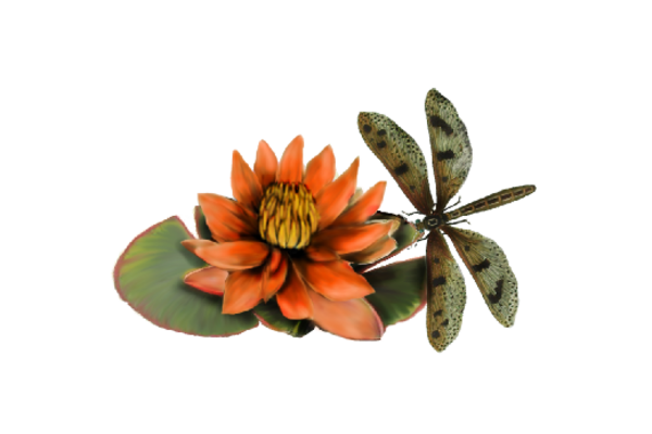 Cultural Illustrations Illustration - Dragonfly and Lotus Artwork
