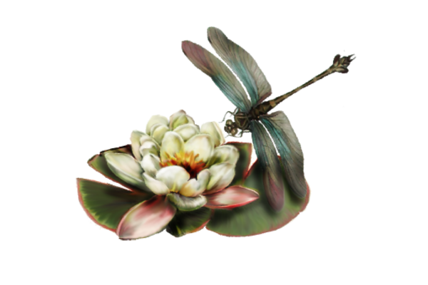 Cultural Illustrations Illustration - Dragonfly and Water Lily Artwork