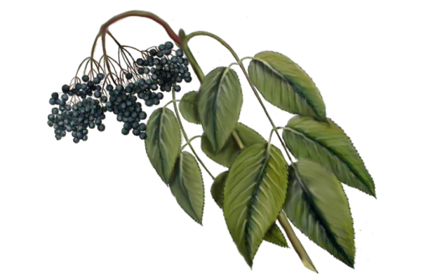 Spring Flowers, Autumn Leaves, Grapes Elderberry Artwork