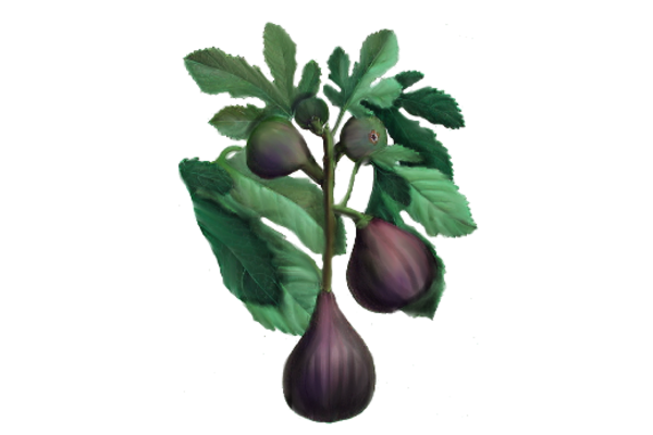 Spring Flowers, Autumn Leaves, Grapes Fig Artwork
